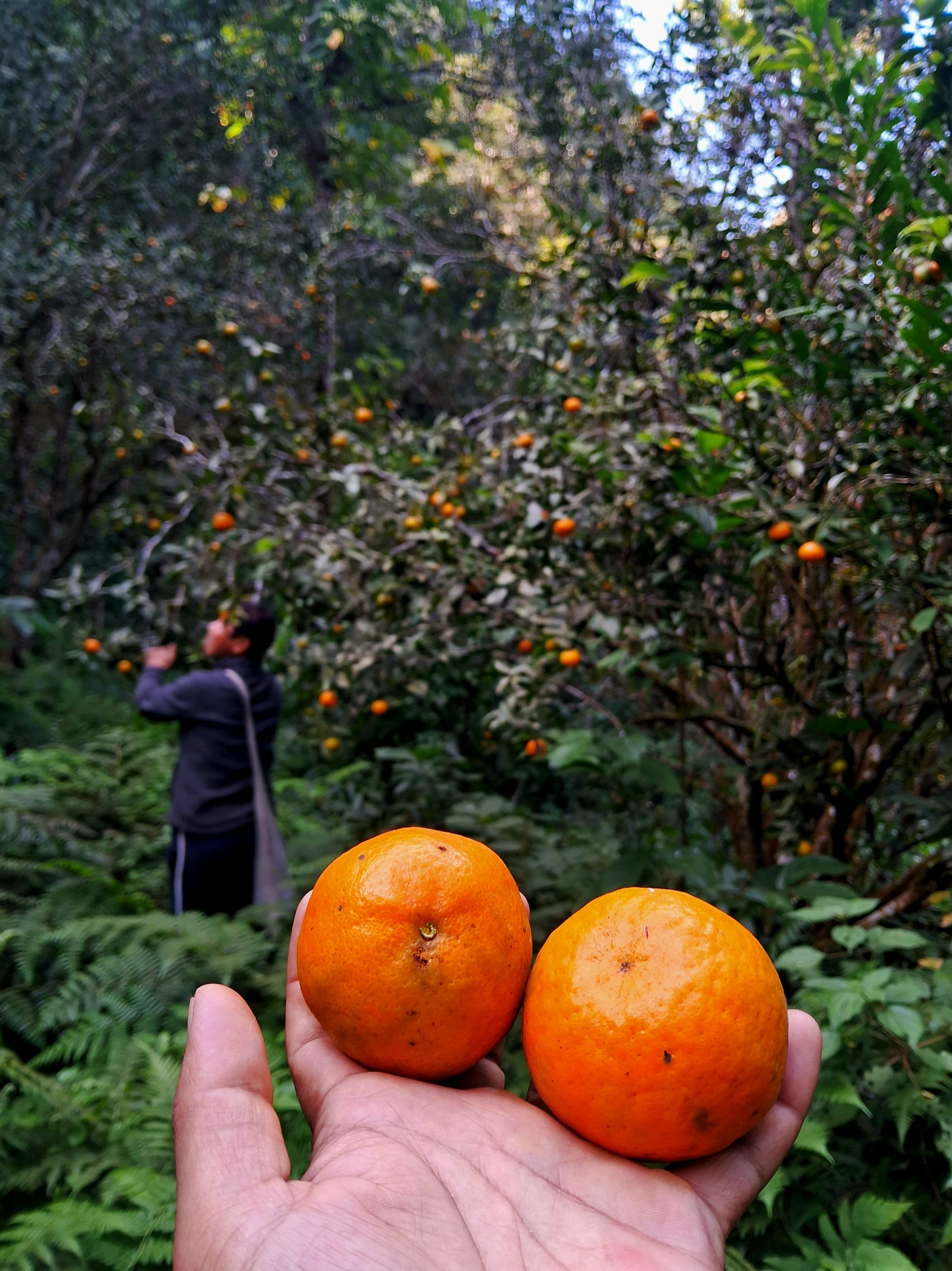 Mirik Orange Garden Trail