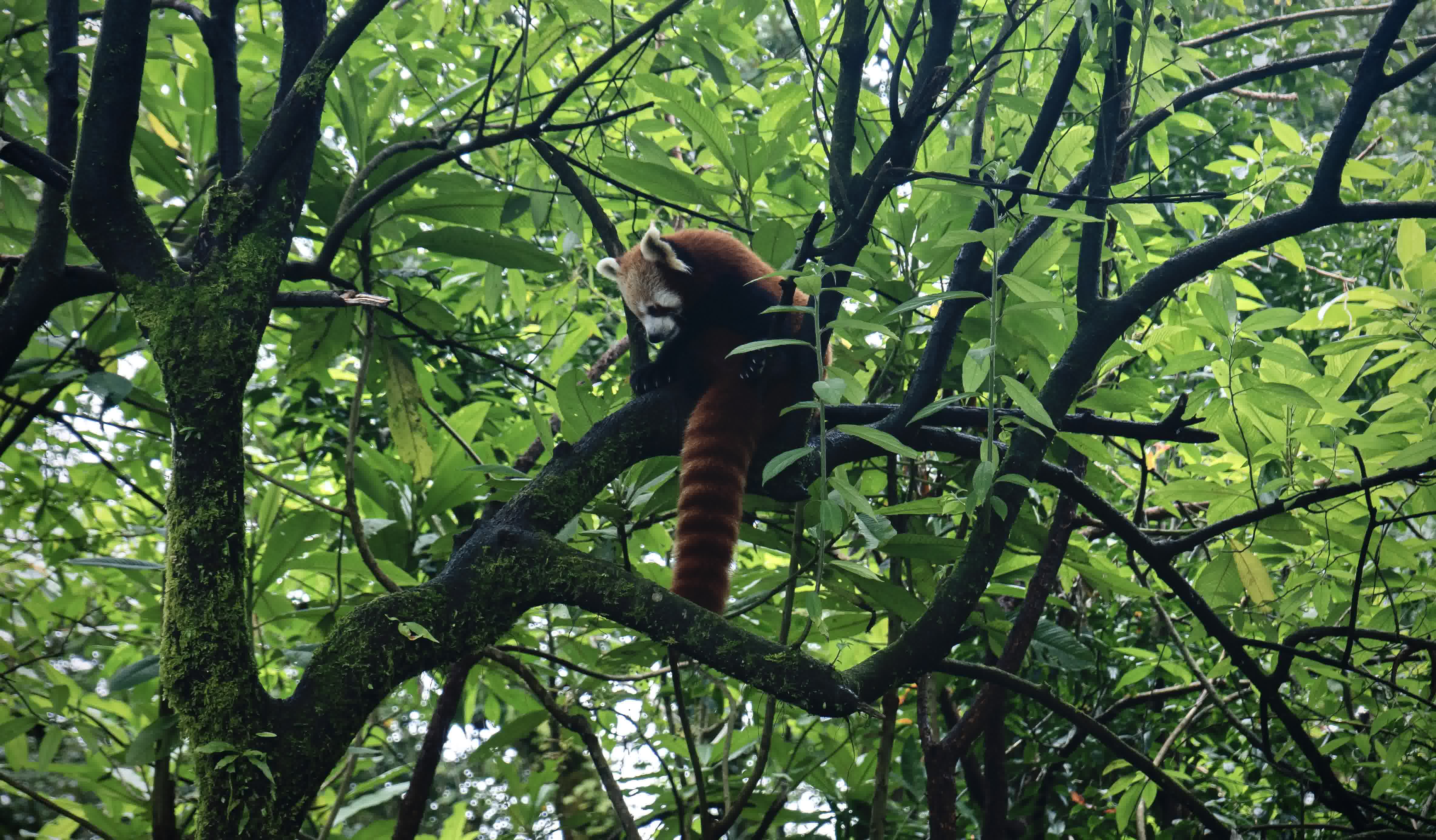 Red Panda Hike