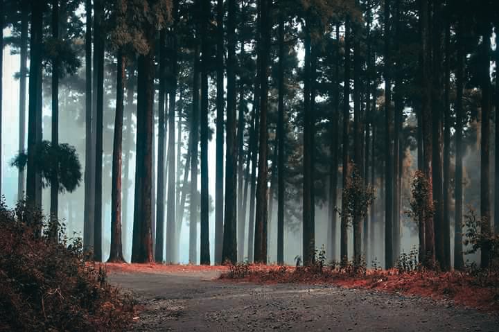 Kurseong White Orchid Trail