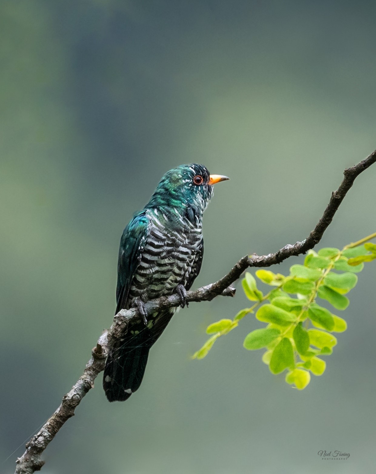 Asian Emerald Cuckoo