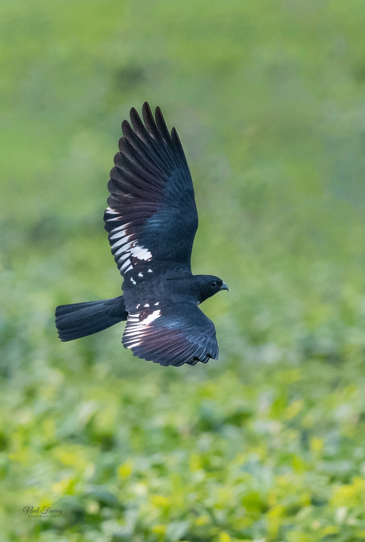 Black Baza