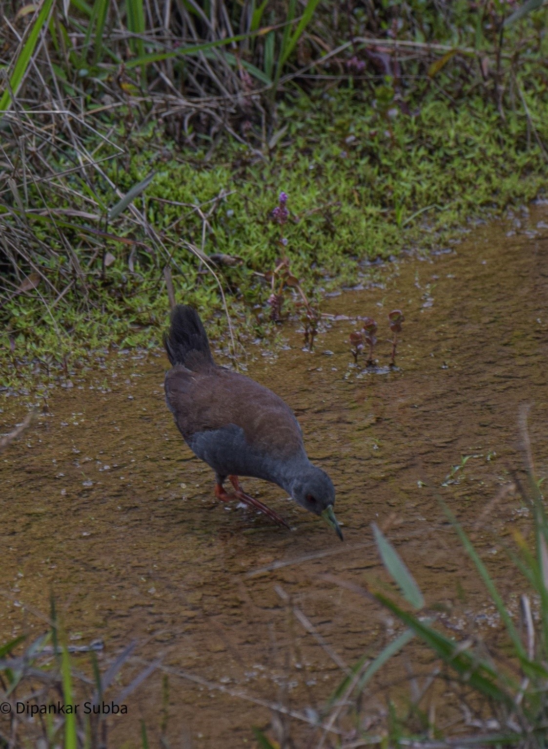 Black Tail Crake