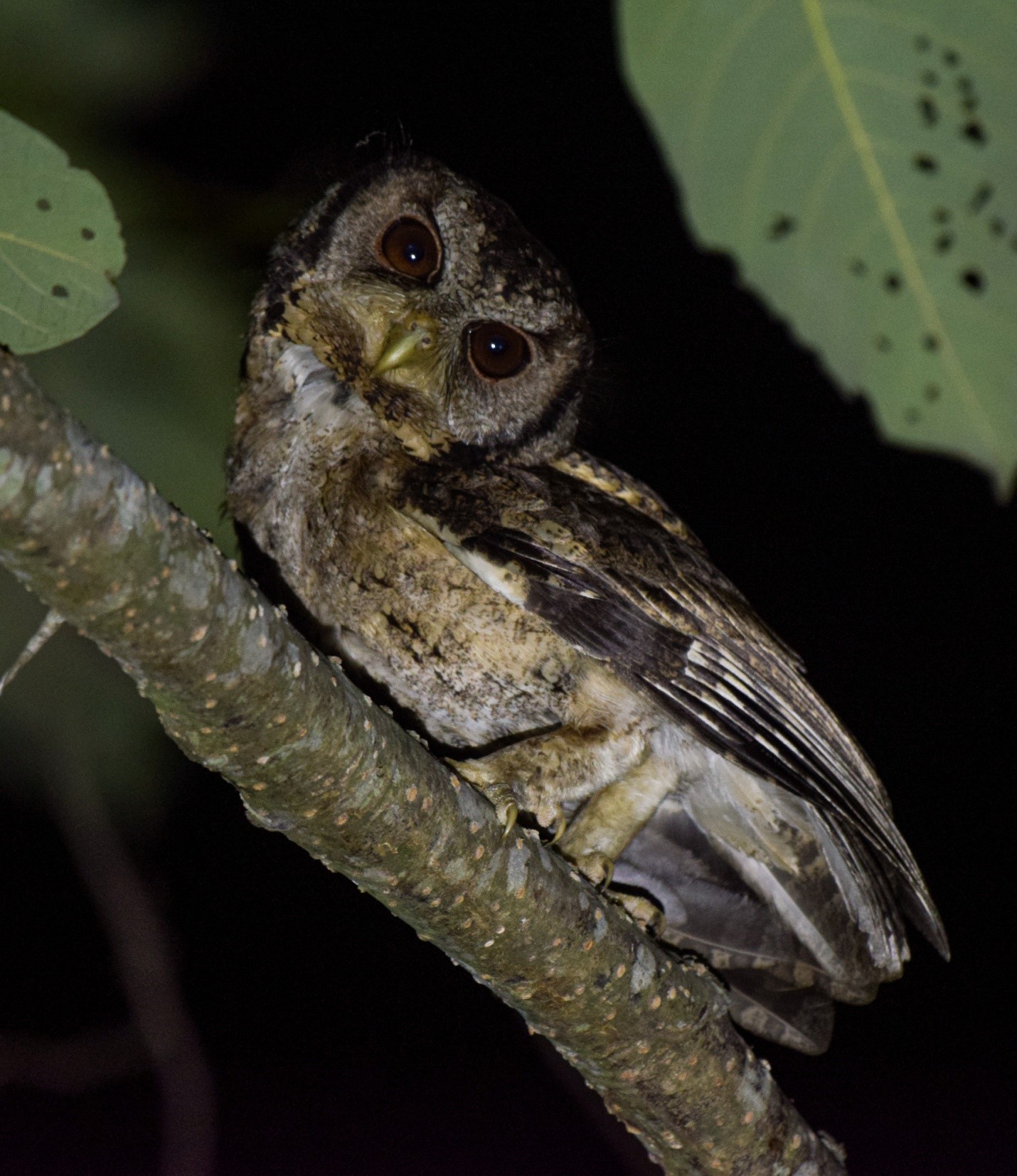 Brown wood owl