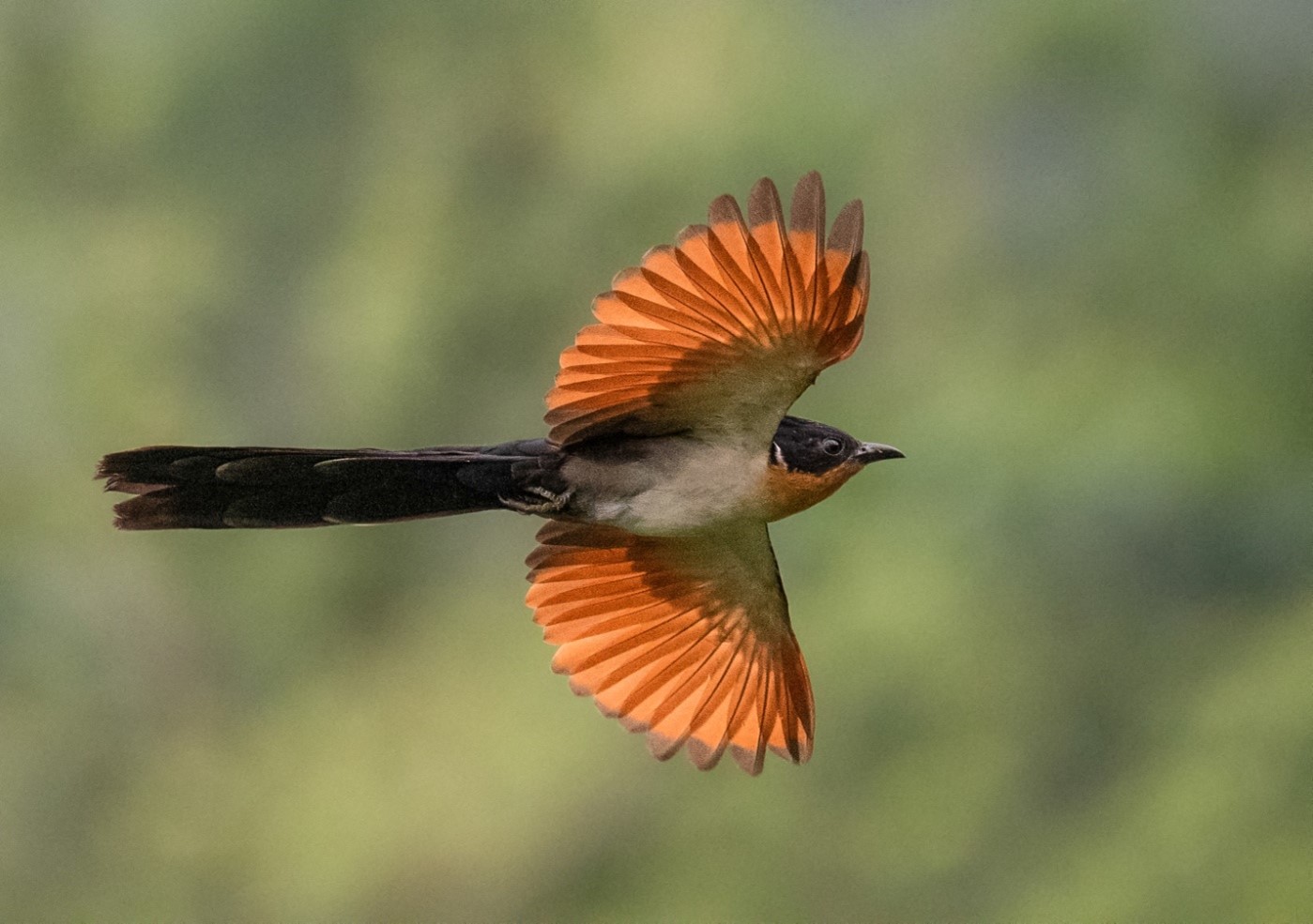 Chestnut Winged Cuckoo