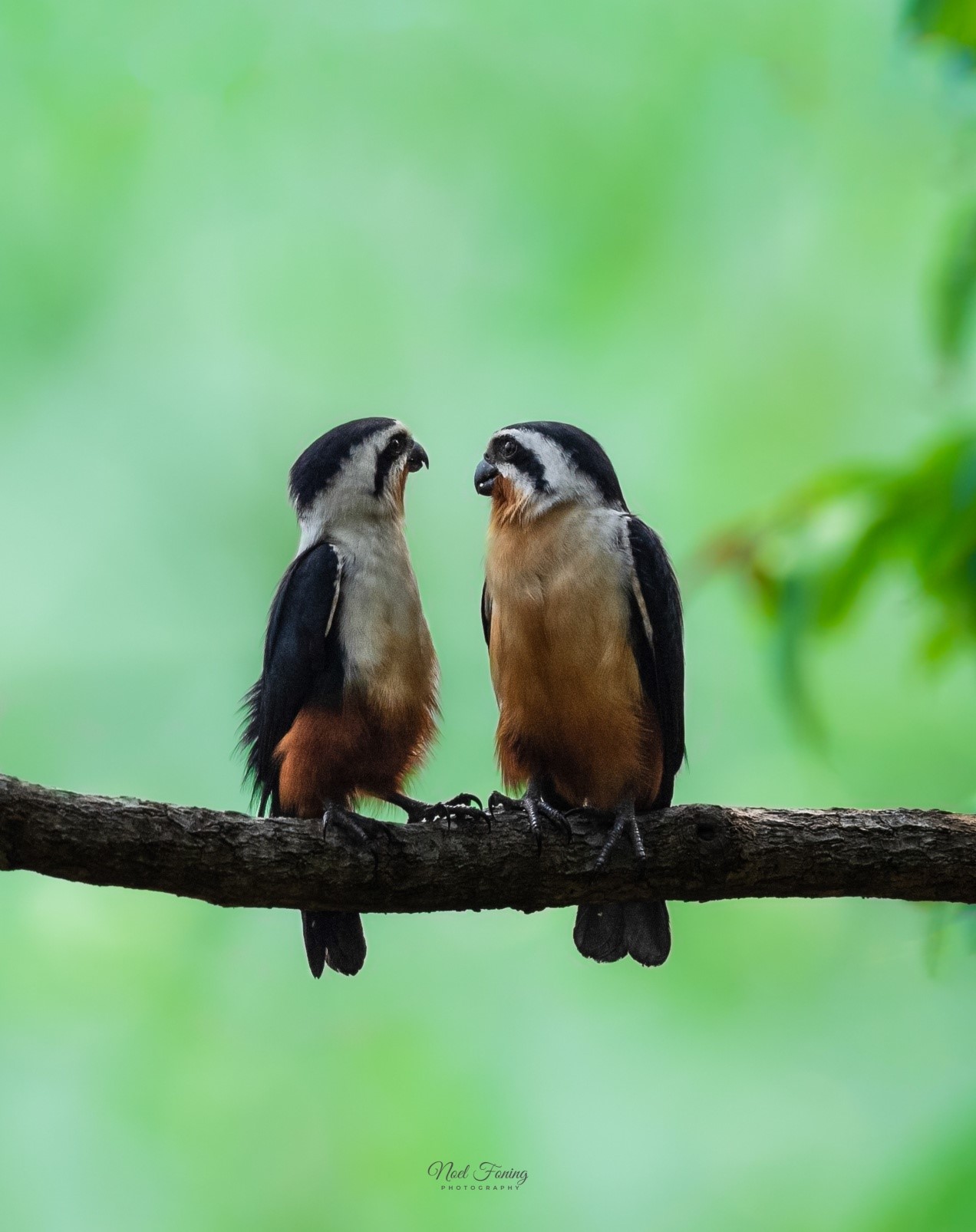 Collared Falconet