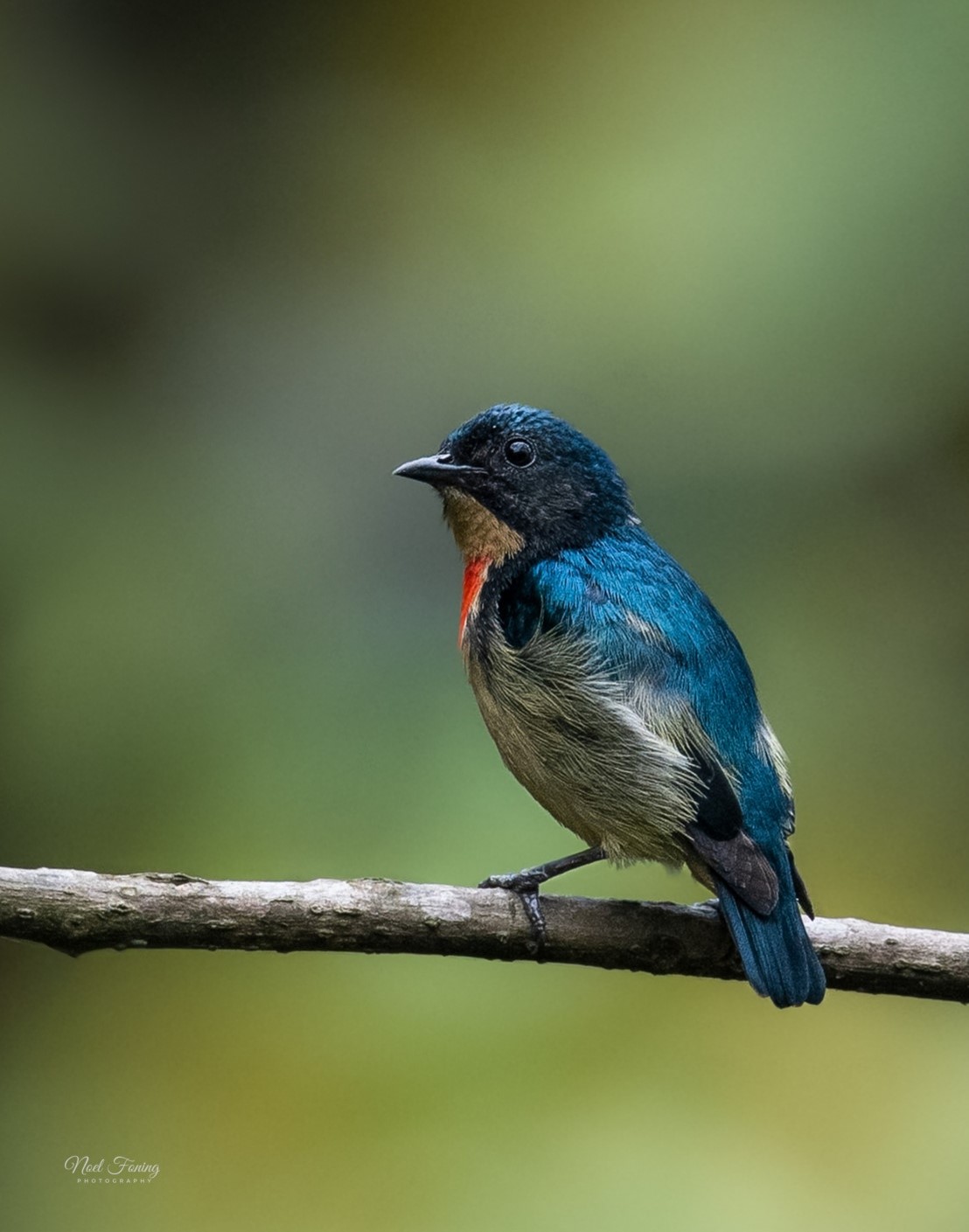 Fire Breasted Flowerpecker