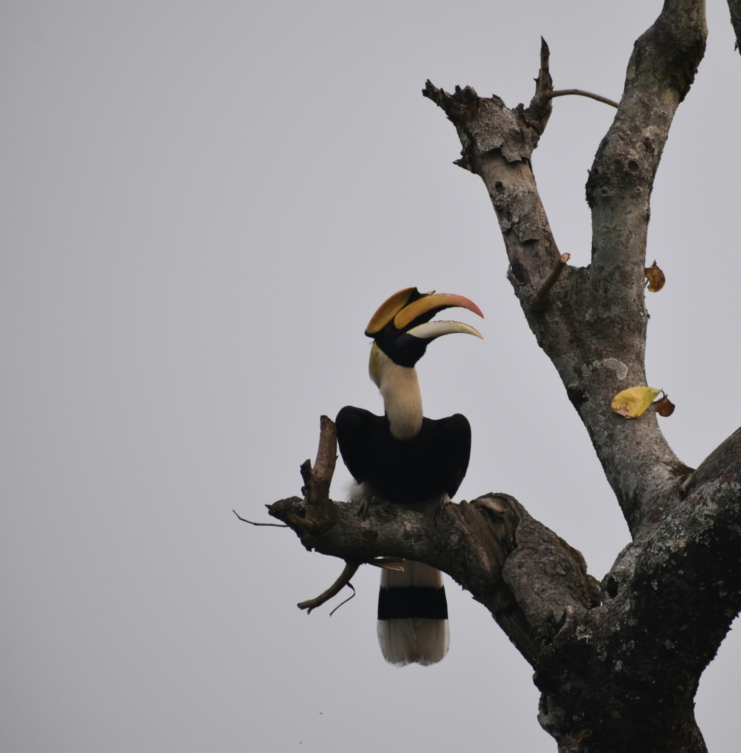 Great Hornbill