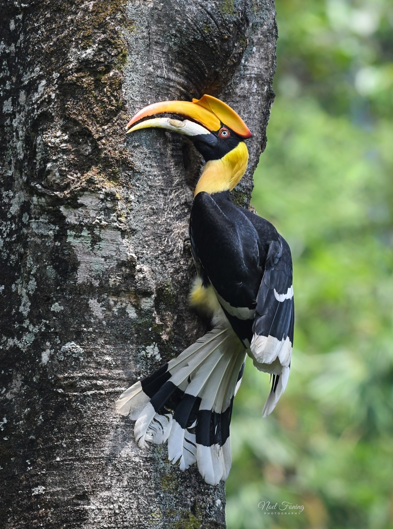 Great Indian Hornbill