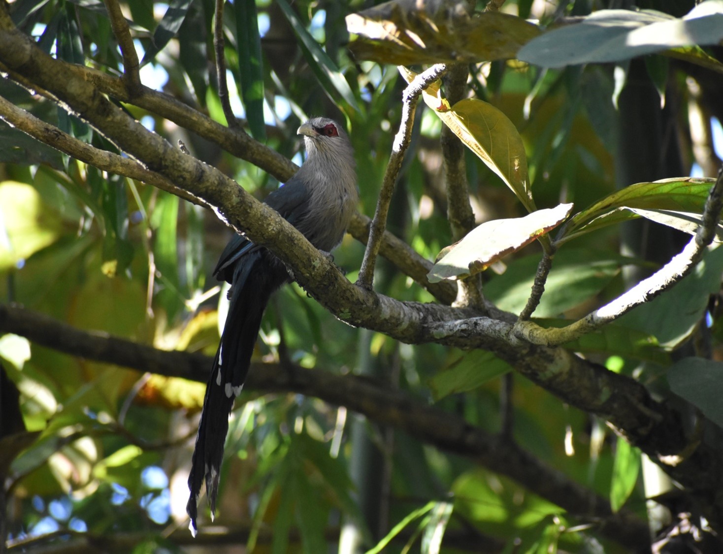 Green Billed Malkhola