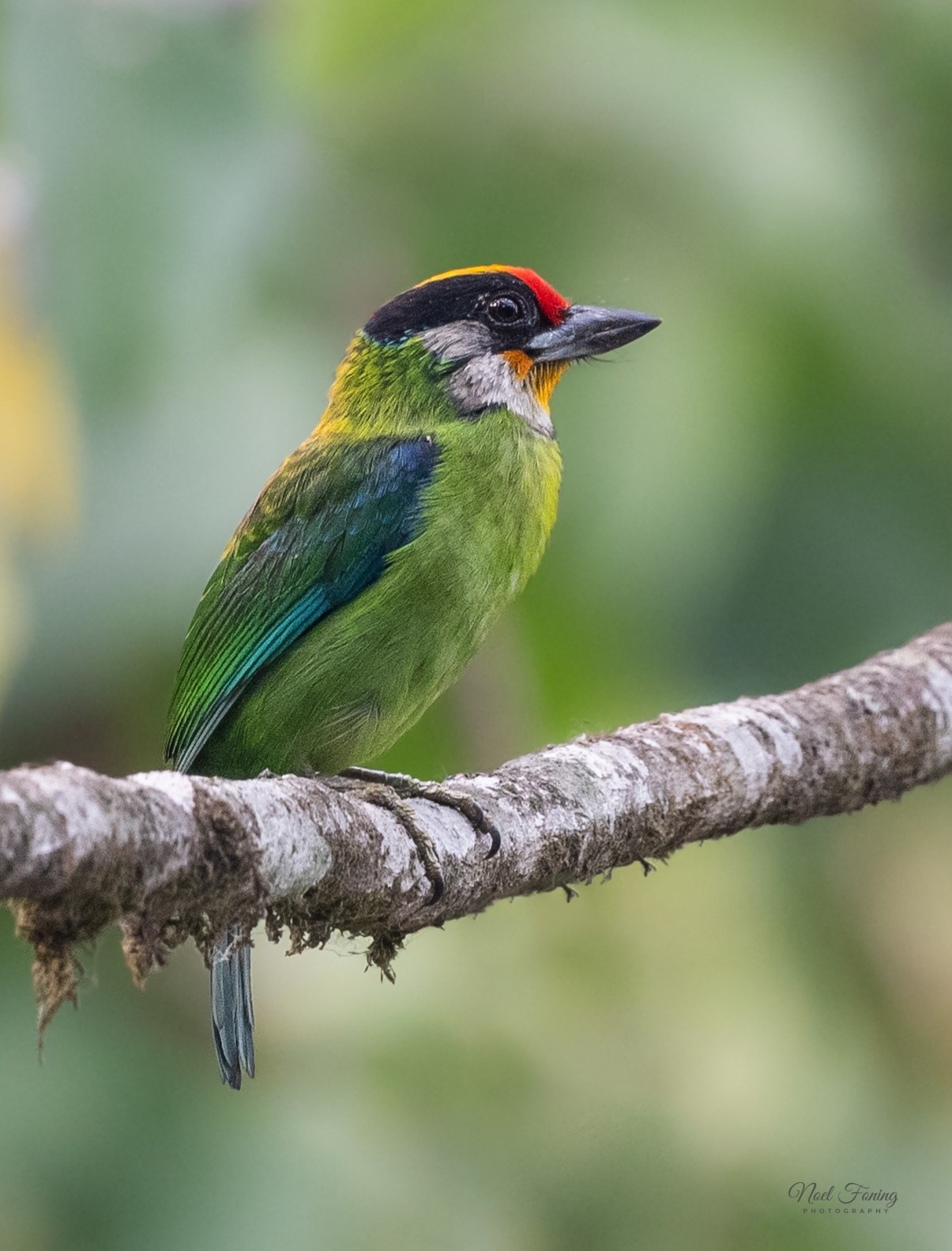 Green Throated Barbet