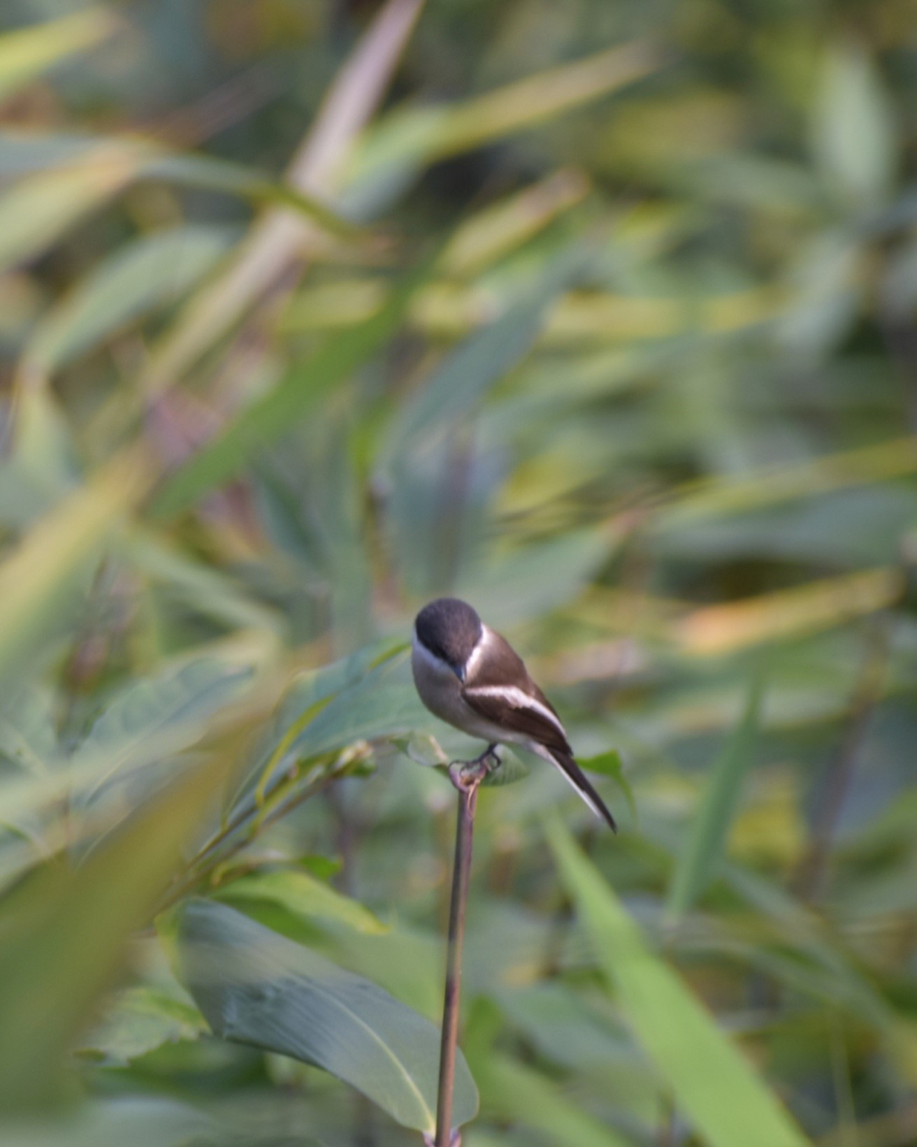 Grey Bushchat