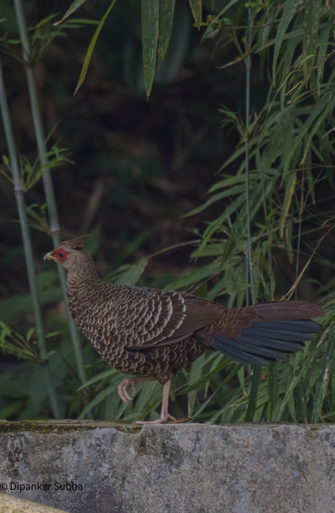 Kaleej Pheasant Female