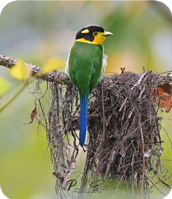 Long Tailed Broadbill