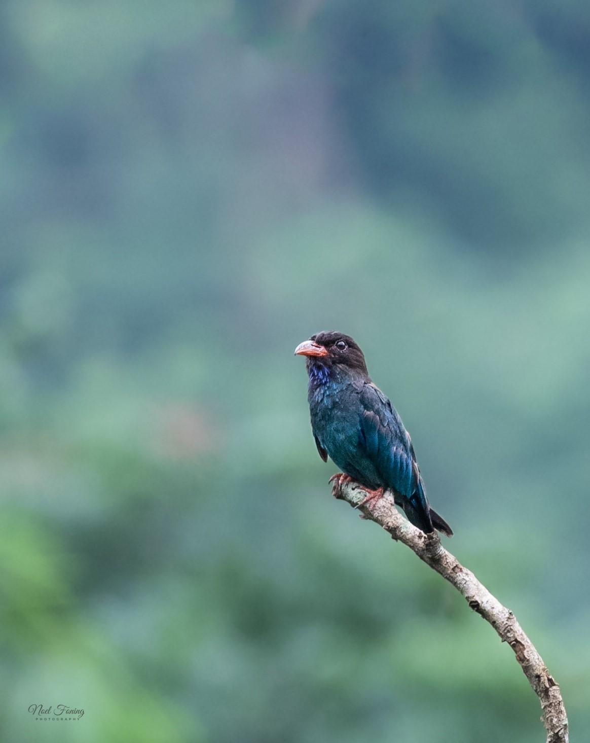 Oriental Dollor Bird