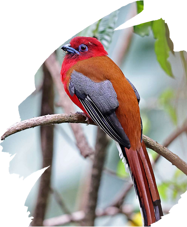 Red Headed Trogon