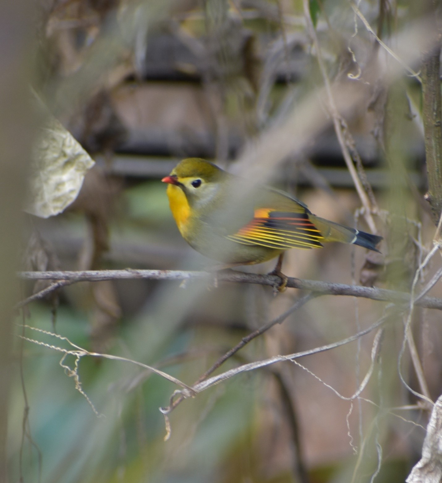 Red Billed Leiothrix