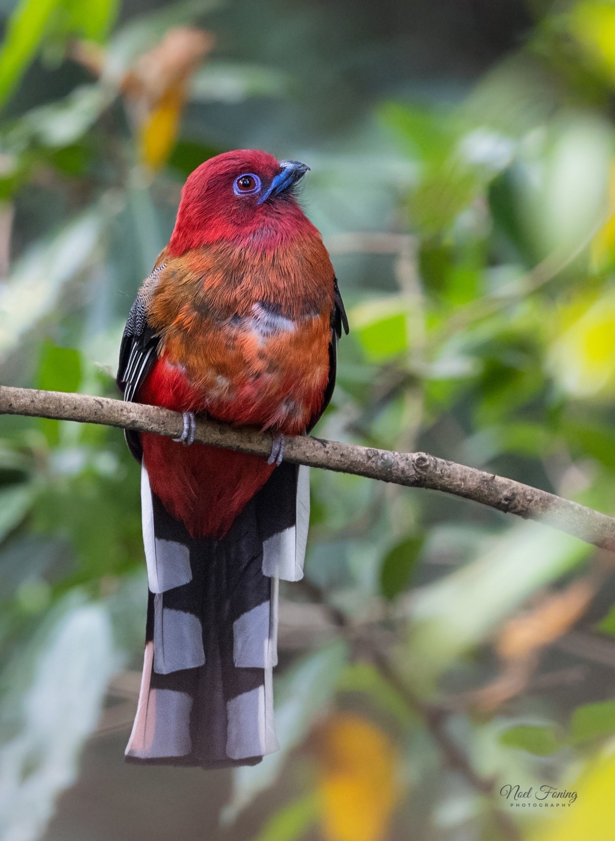 Red Headed Trogon