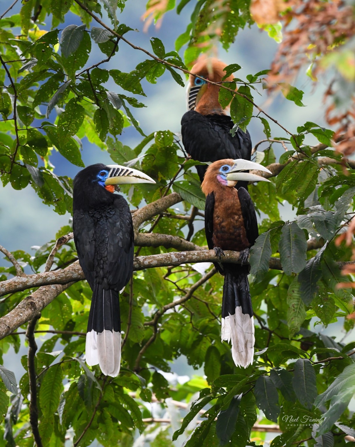 Rufous Necked Hornbill