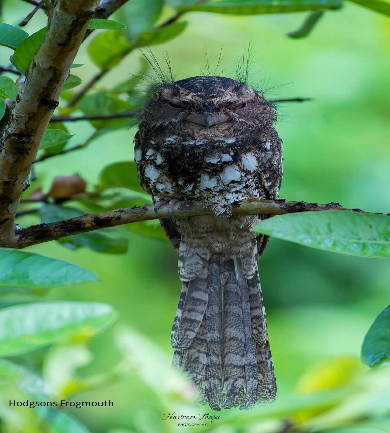 The Hodgson's Frogmouth