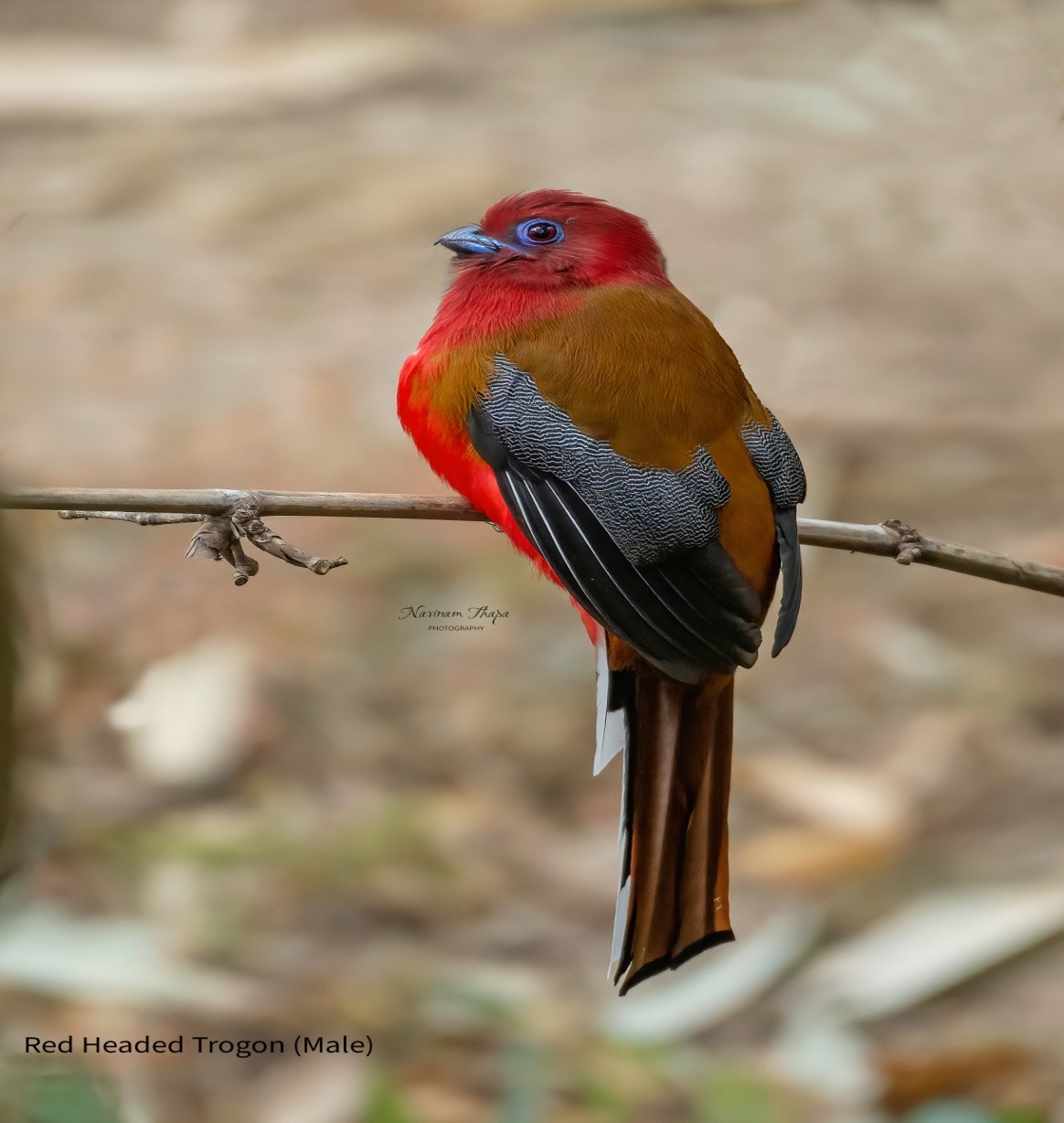 The Red-headed Trogon