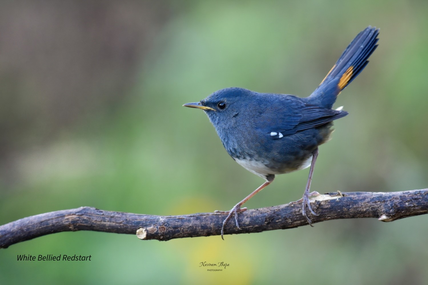 The White-bellied Redstart