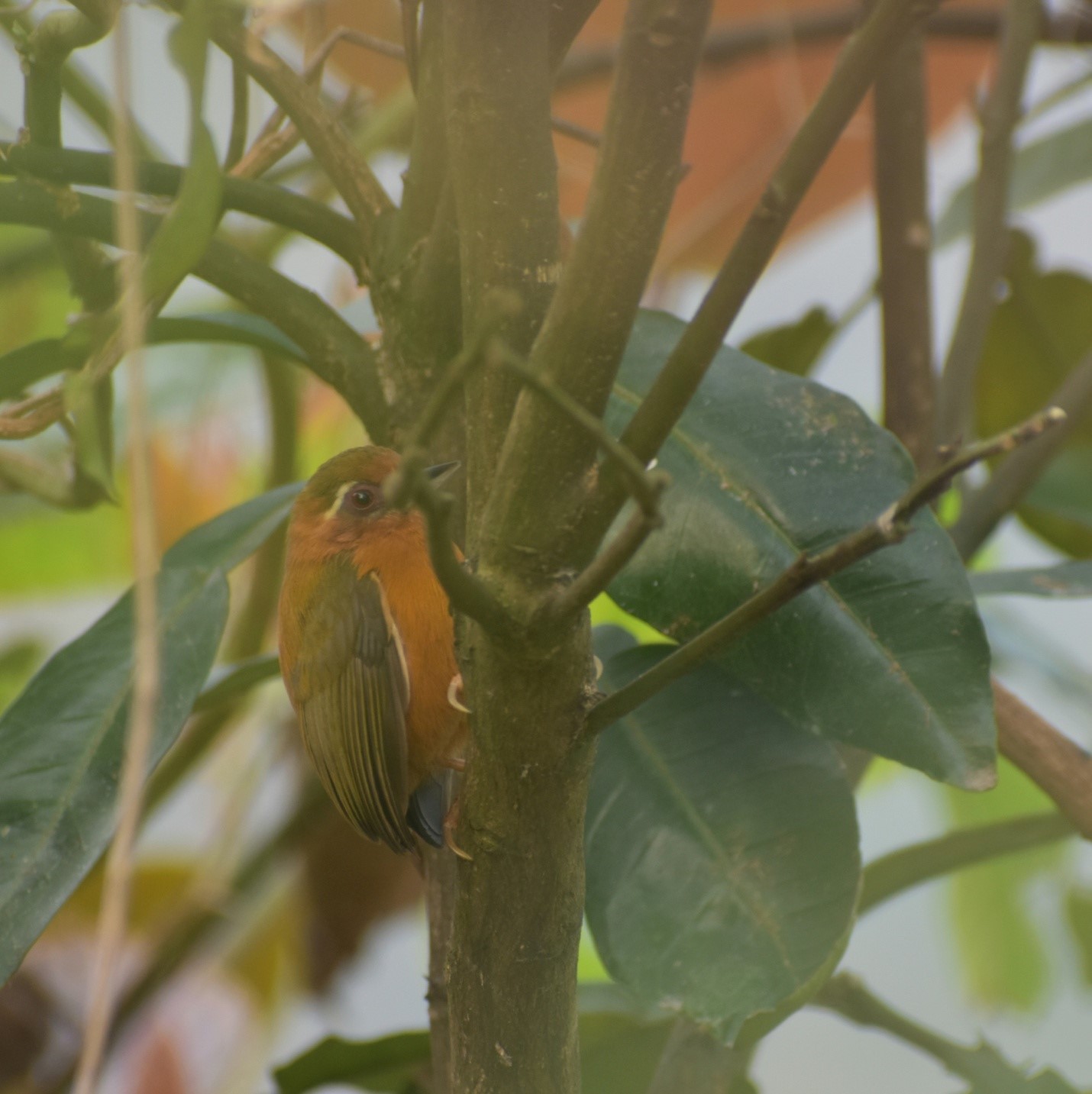 White Browed Piculet