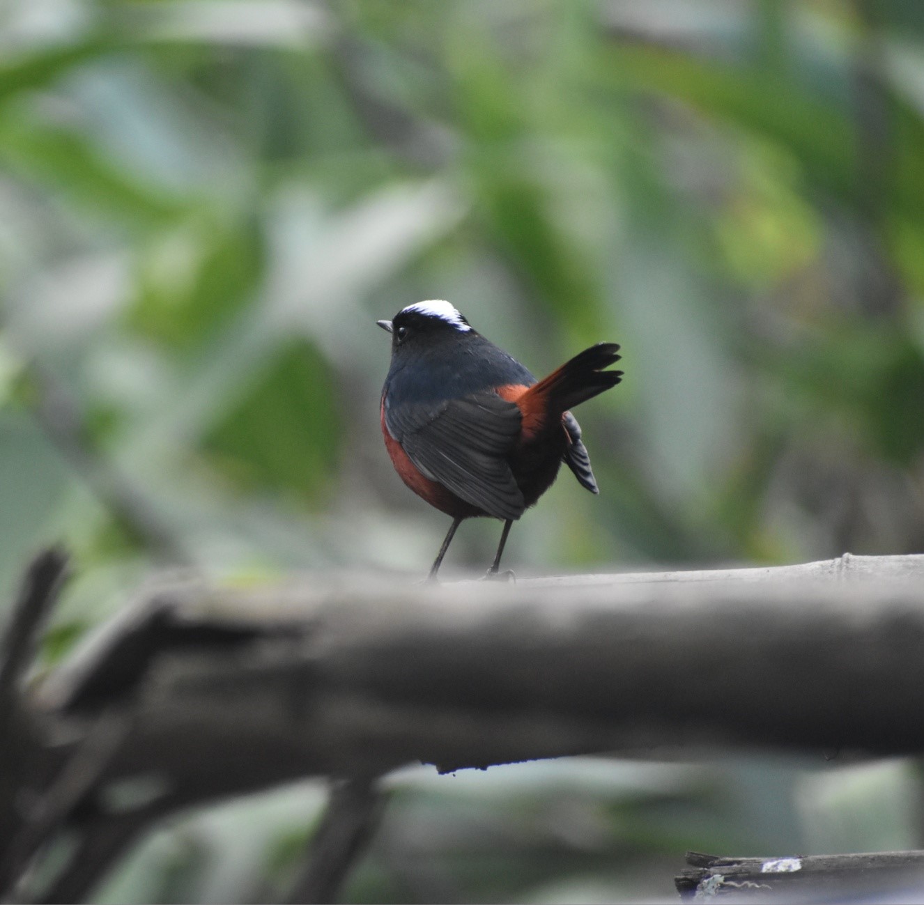 White Capped Redstart