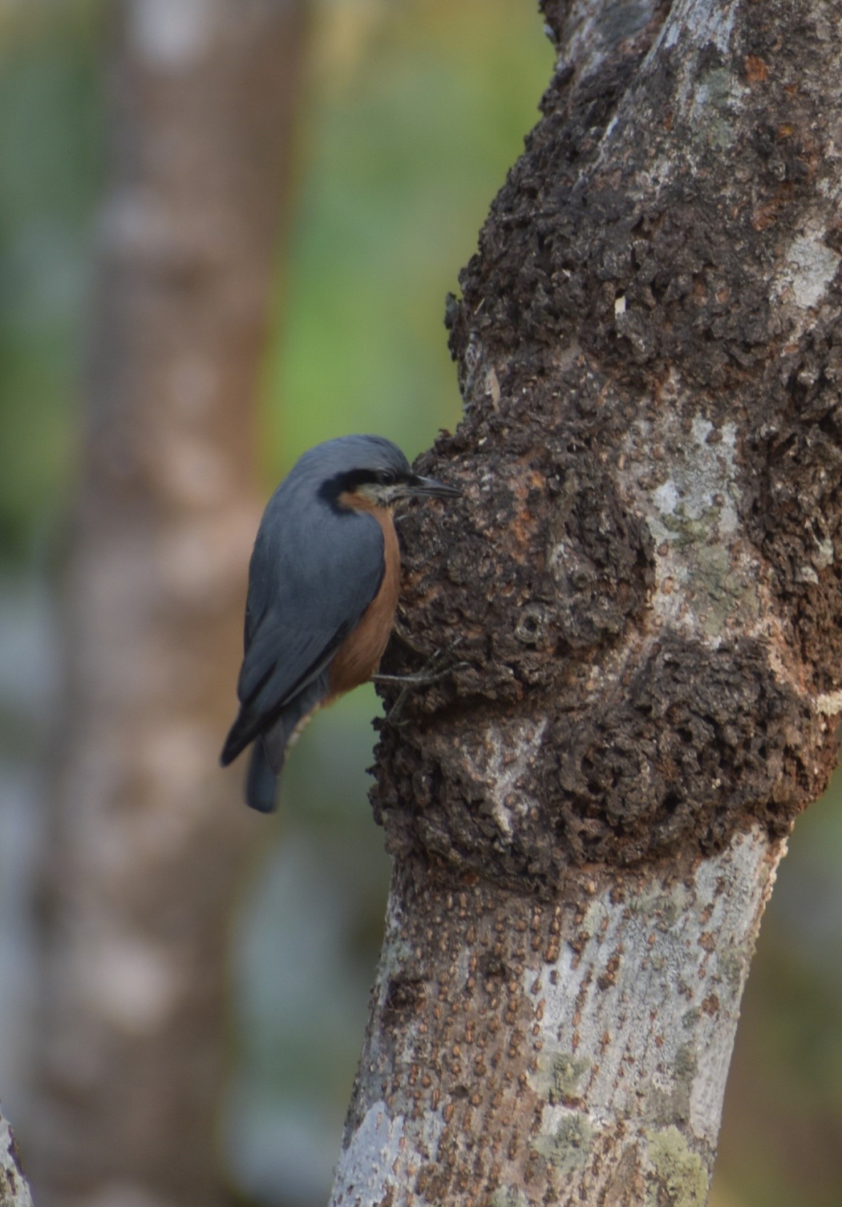 White tailed Nuthatch